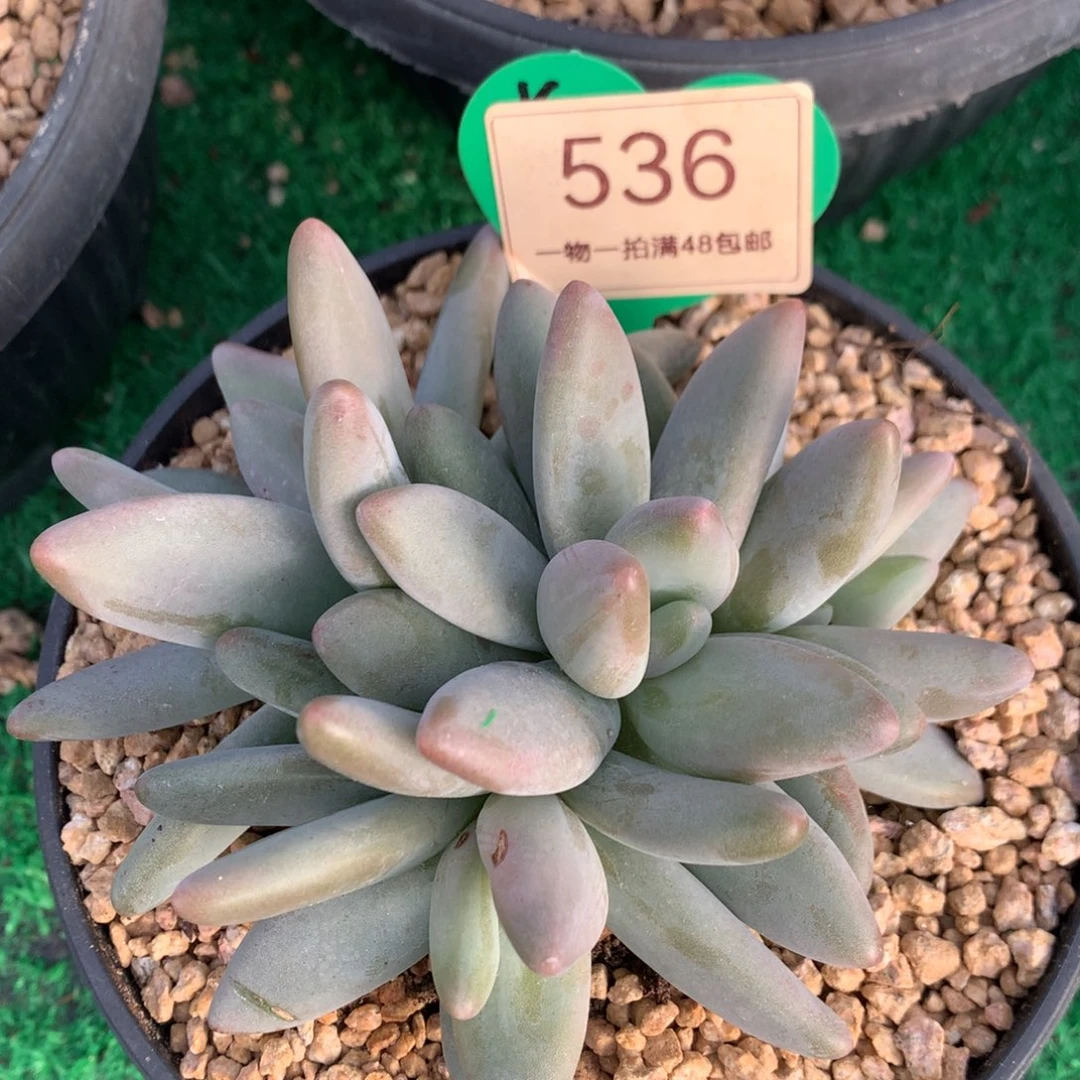 企鹅无砍一物一拍536