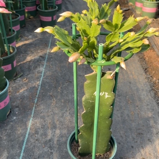 荷花仙子蟹爪兰9359