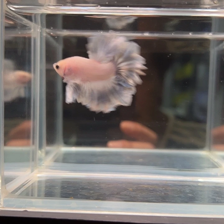 斗鱼包邮竞拍28日44