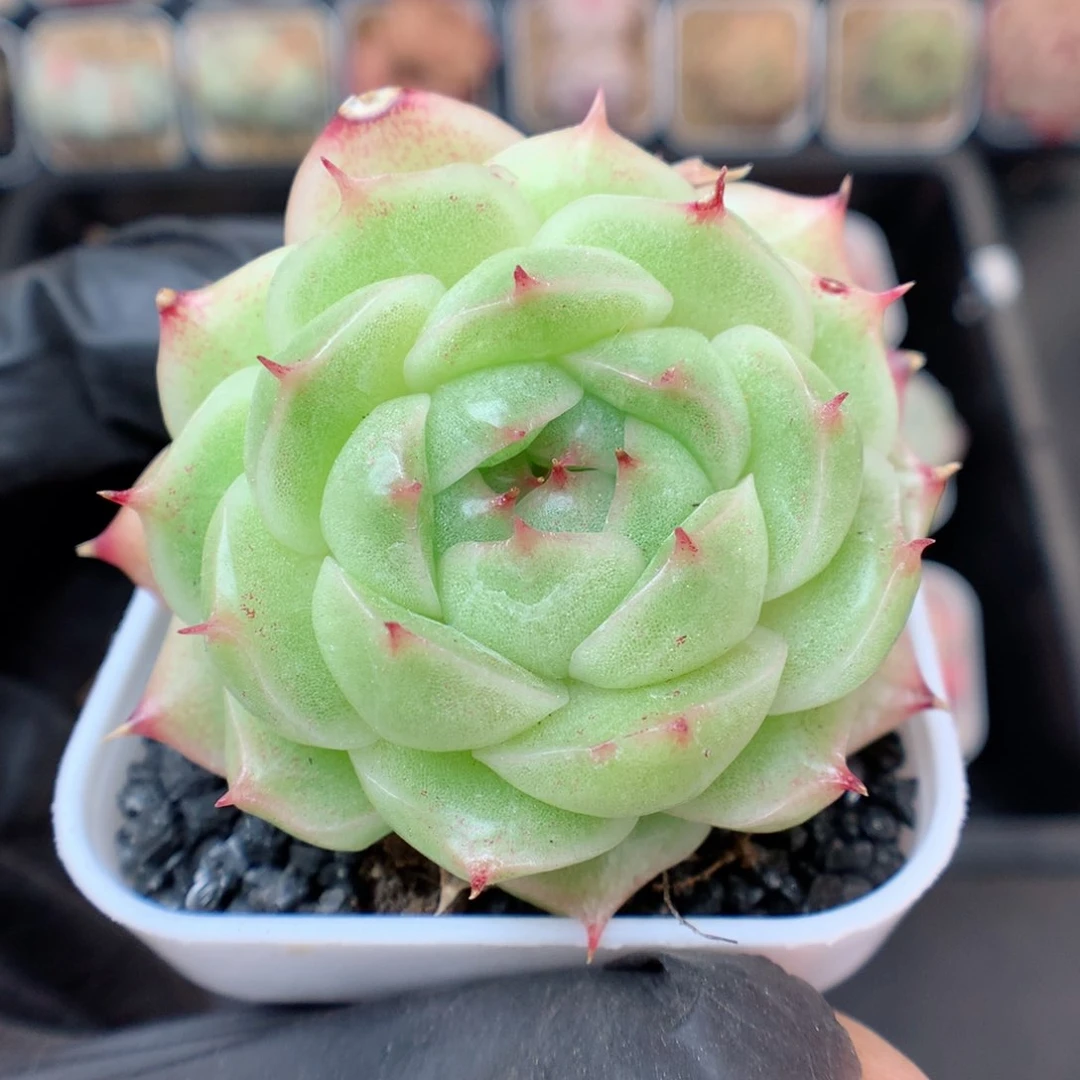 多肉植物。 麦秆44