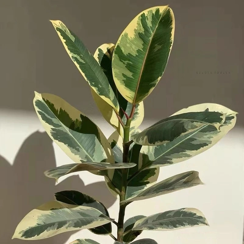 花叶橡皮树花金刚红关公黑金刚坦尼克盆栽阳台客厅常绿观叶植物