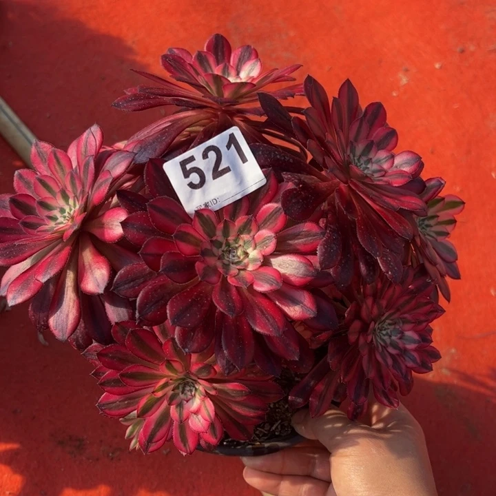 黑同白微瑕多肉植物521