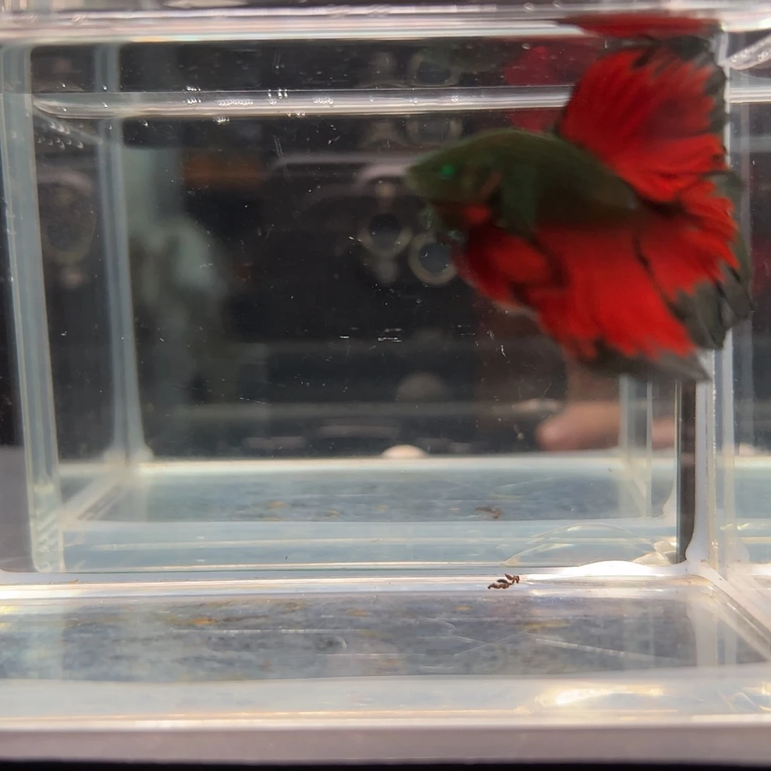 斗鱼一单包邮23日36