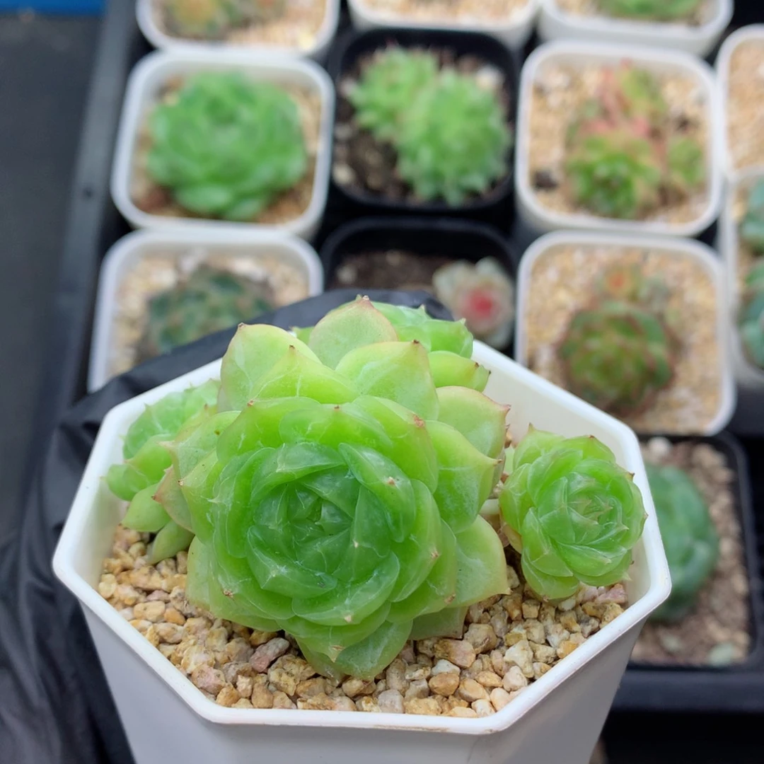 58包邮  群生不包整蔷薇珍妮119