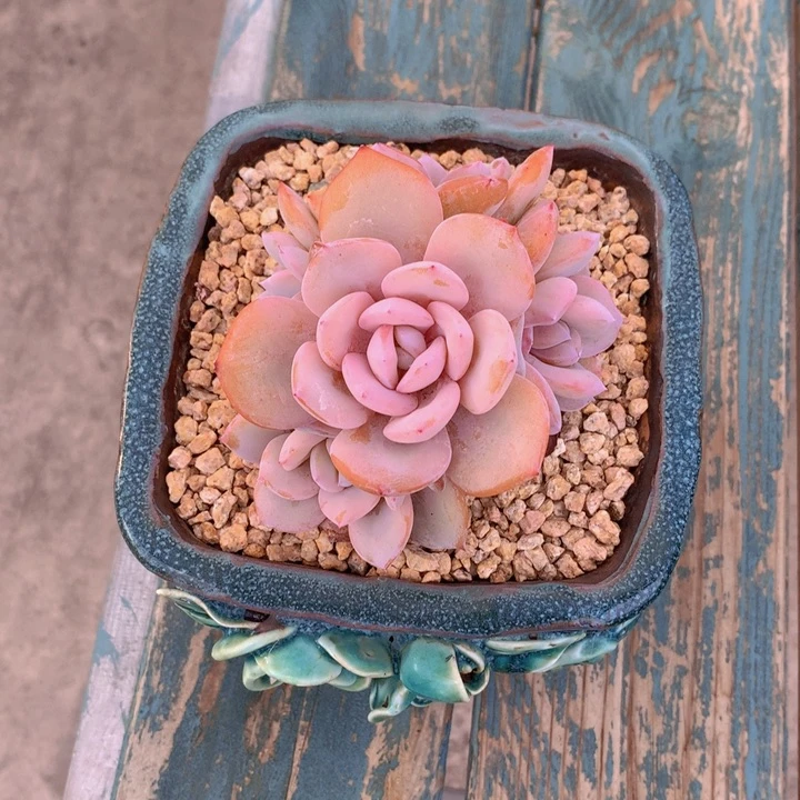 春****?奶茶多头群无砍