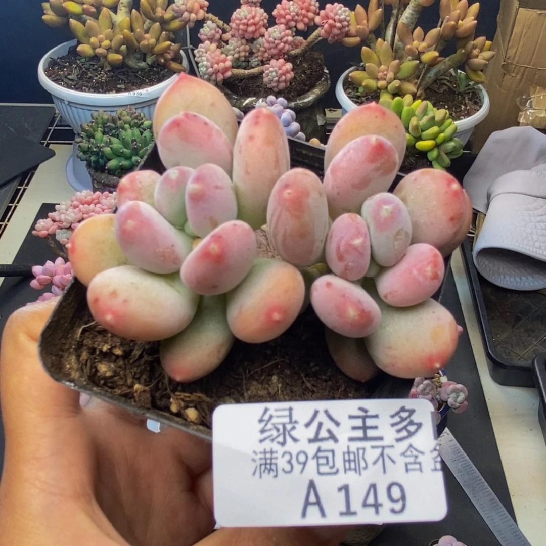 149稻田姬多肉6c m