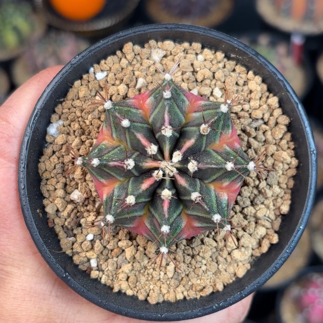 泰系米哈实生小精品系列17号