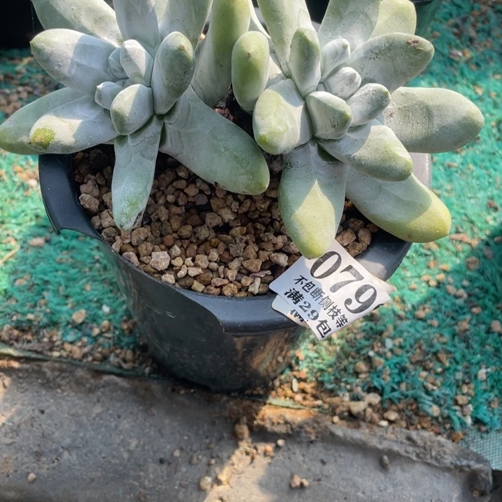 79号拇指多肉植物