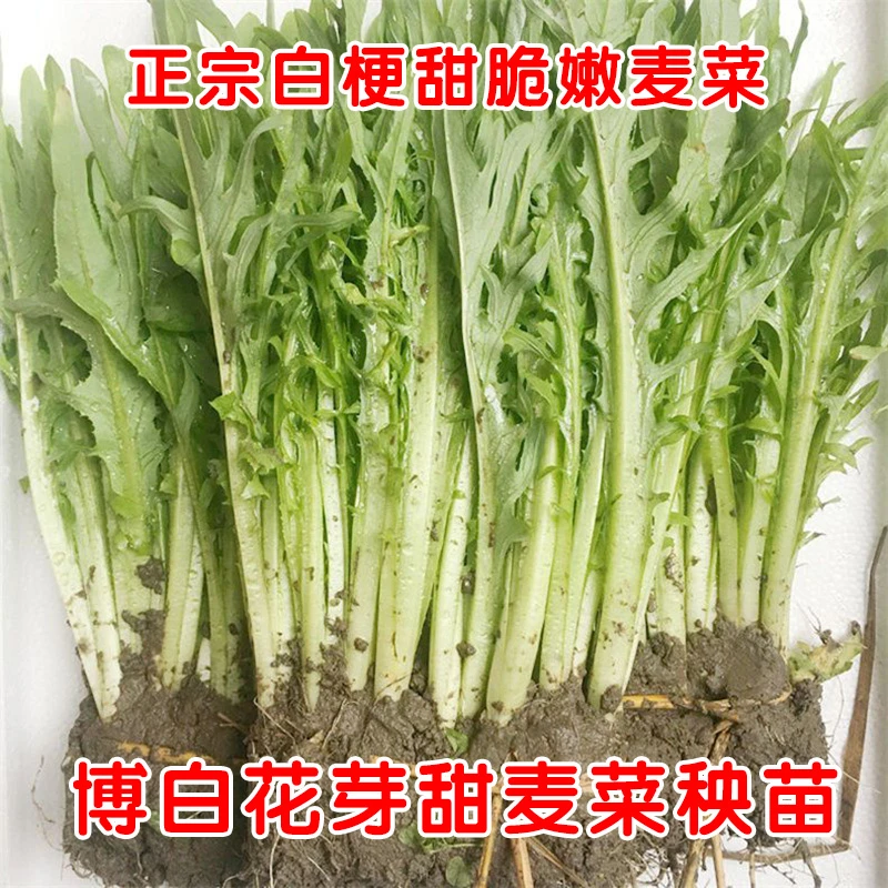 正宗广西博白甜麦菜秧苗栽种带泥麻菜苗花芽菜苗软口甜嫩四季种植
