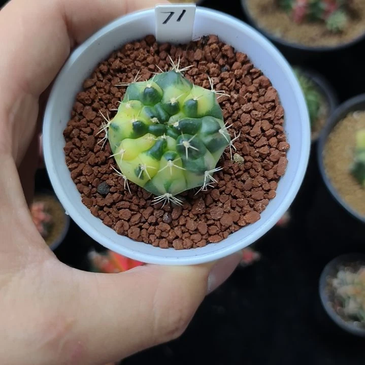 太阳皇冠侧芽自根带盆土发货