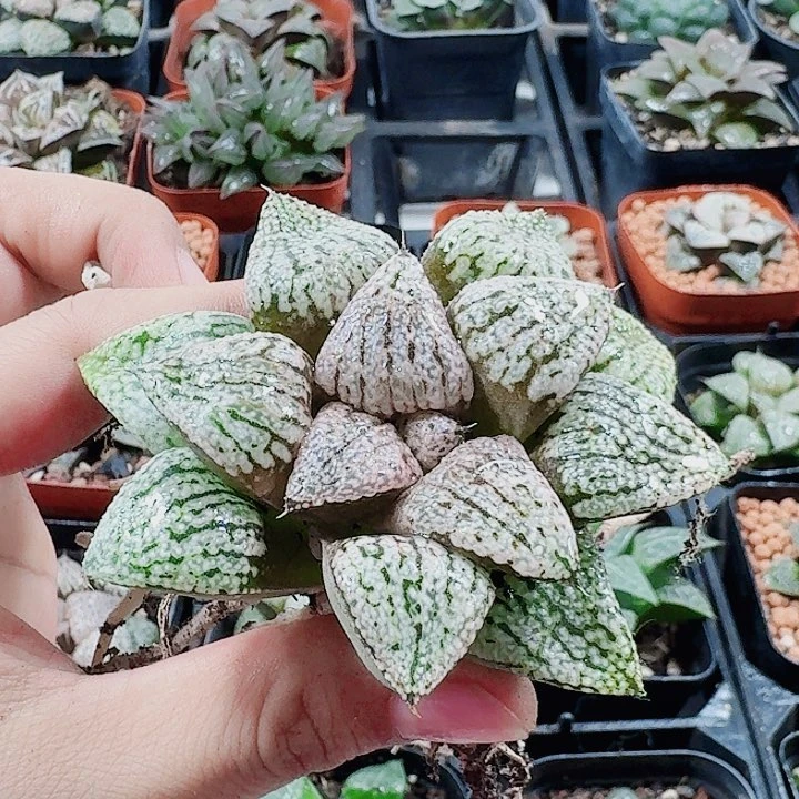 ****Y无花朵十二卷 实生白银 裸根。