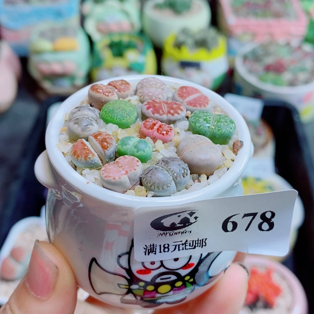 生石花花花花花花花花678
