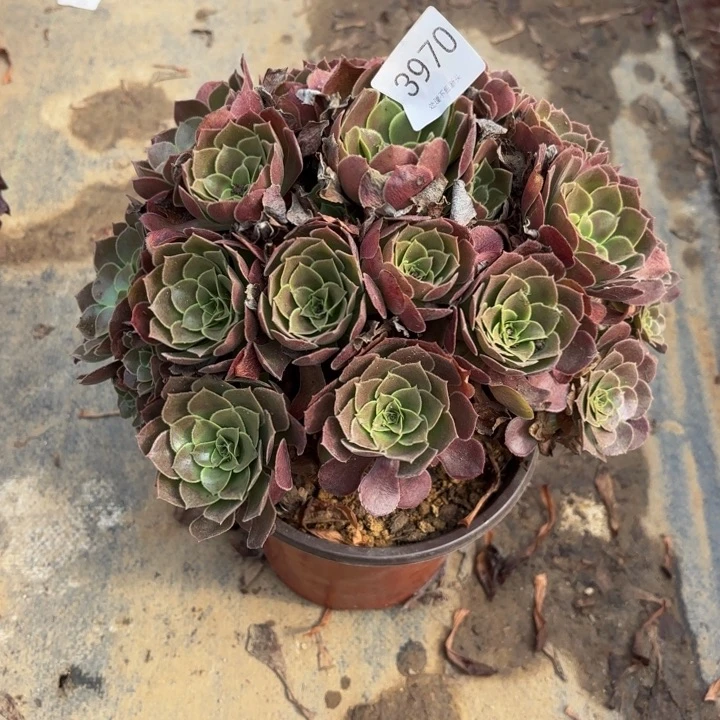 荷兰玫瑰处理不包断头3970