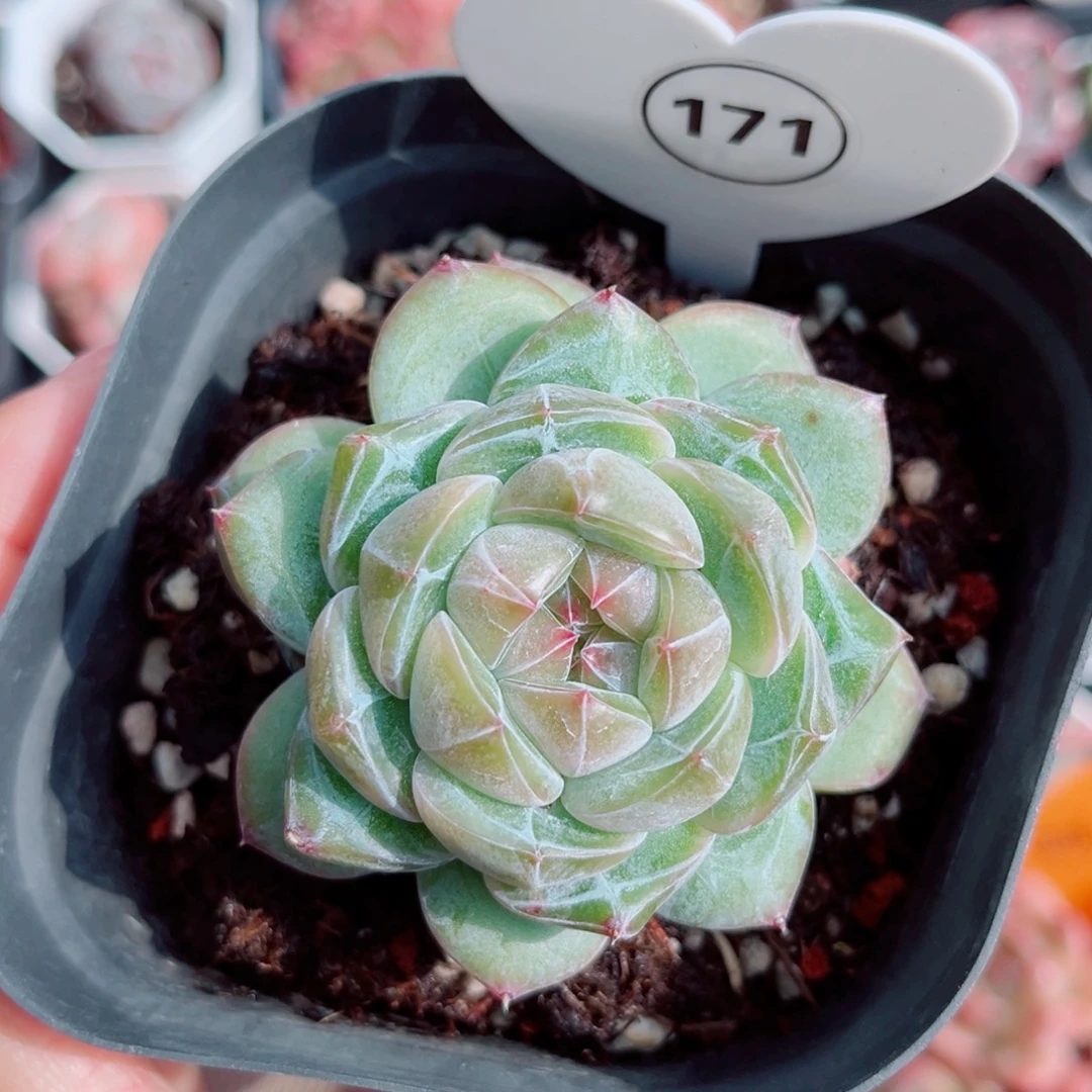 昱***语171号小老桩珍妮单头