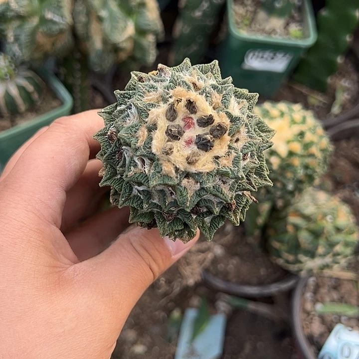 7.2黑牡丹仙人球785