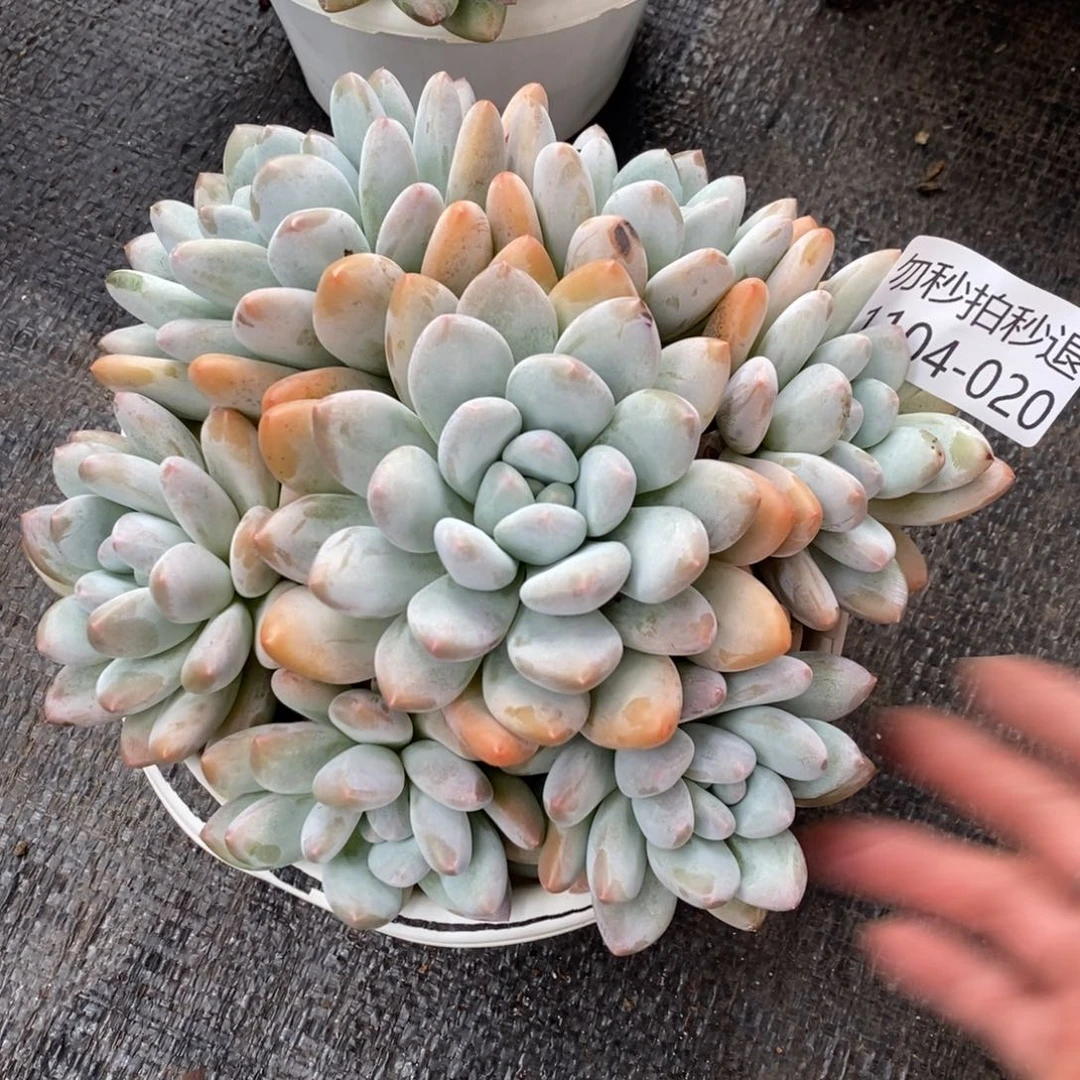 用****6两单包邮1104-20香水