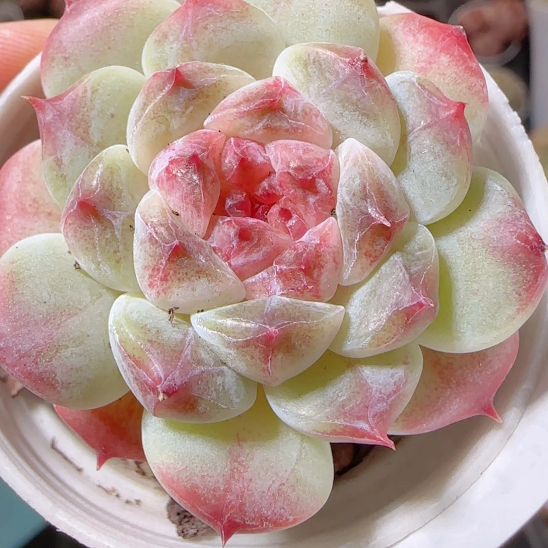 花语多肉1209-240秘境冰魄