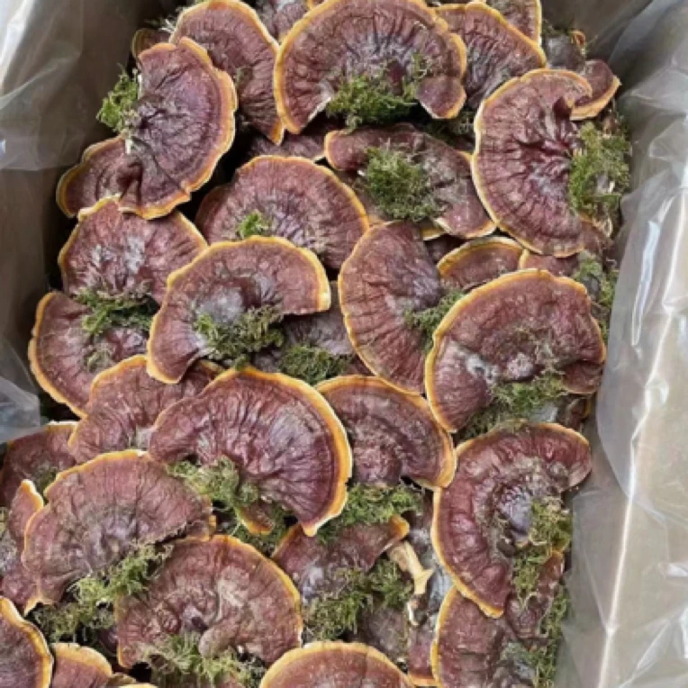 长白山特产精选灵芝