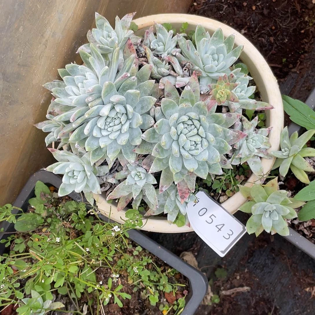 仙女杯多头白雪不售后10543