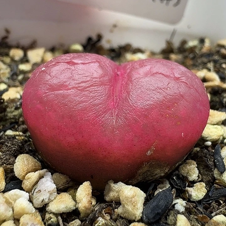 老马生石花2.3吕红2176