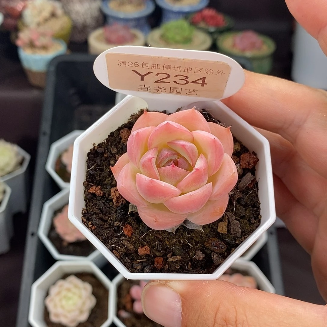 0234 水晶玫瑰 3.5cm