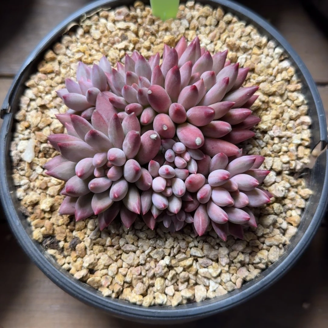 特价虞美人111111111111111