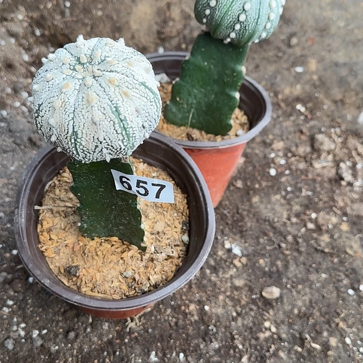一***签无花朵嫁接浓白兜657