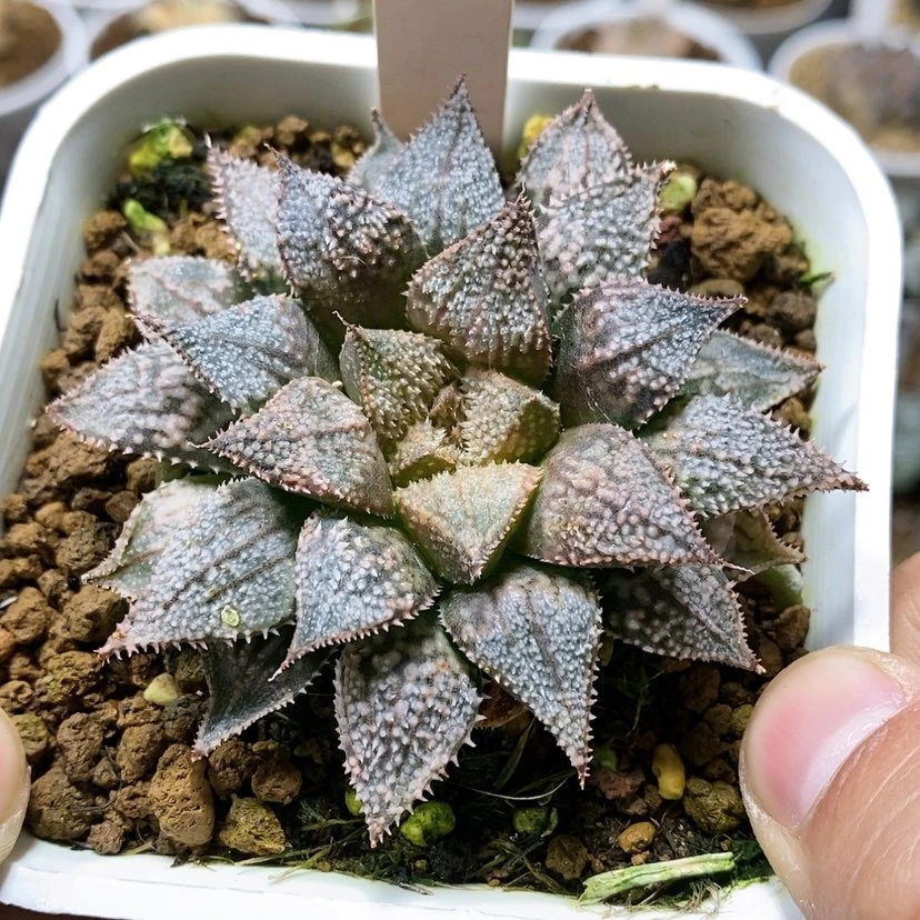 【闪购商品】172白银城