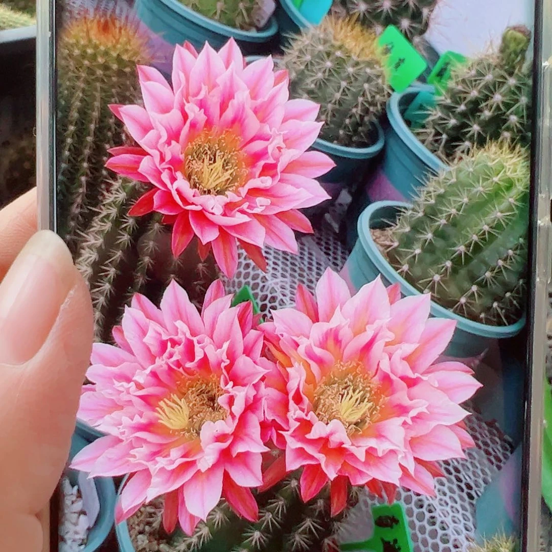 毛花柱城堡侧芽 20包邮