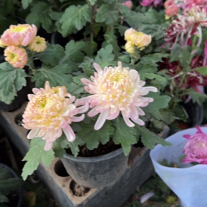 舒***悦完全开放兼六淡粉