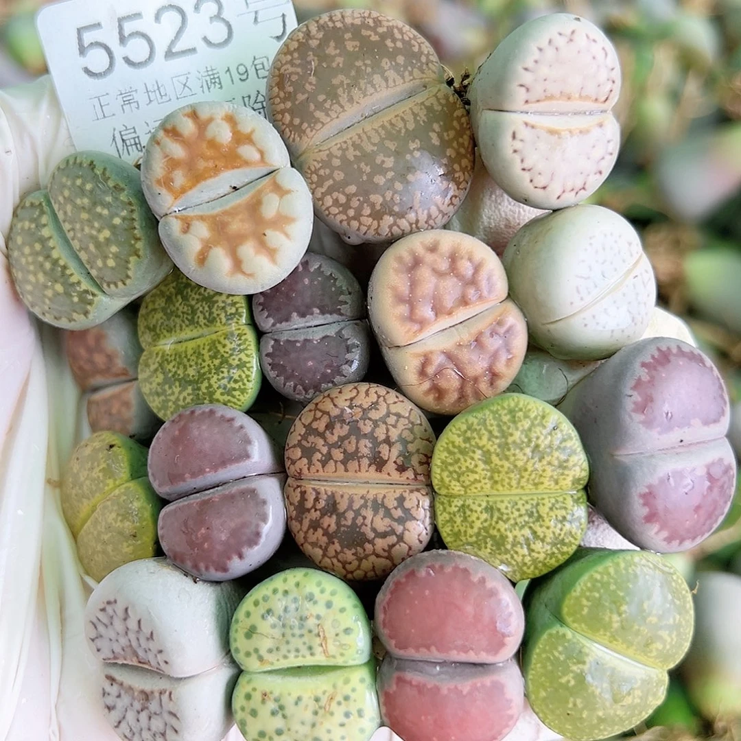 5523 好养易活生石花大母本18个