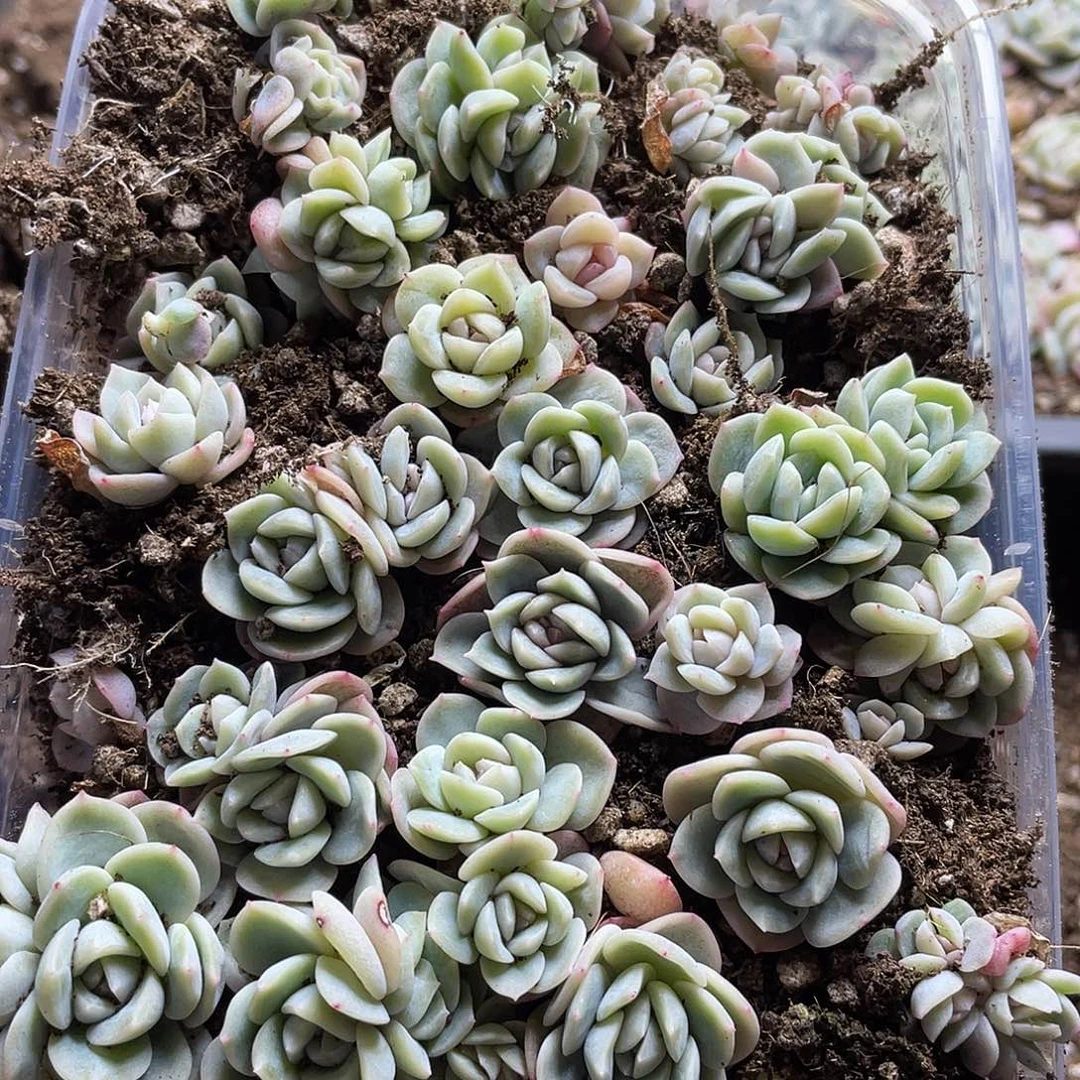 乌拉拉杆冰一物一拍091