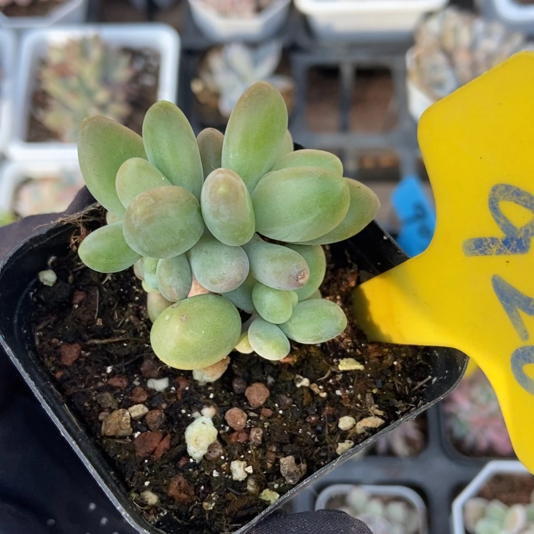 926芒果奶多肉植物