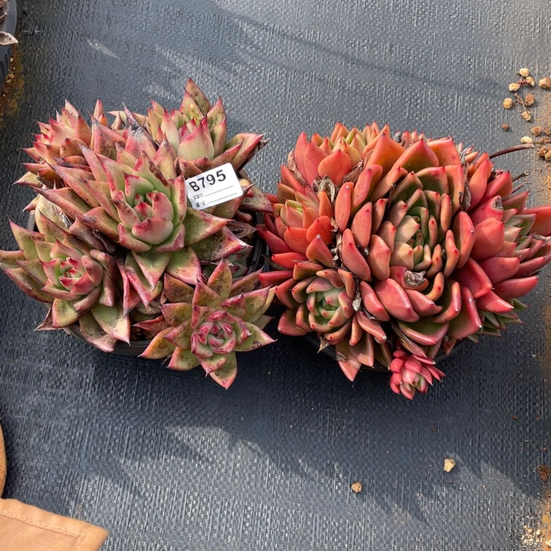 无花朵若如东云组拍B795