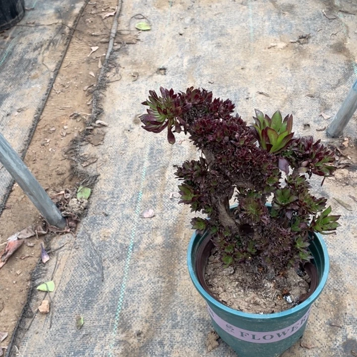 黑法师缀多肉植物多肉76