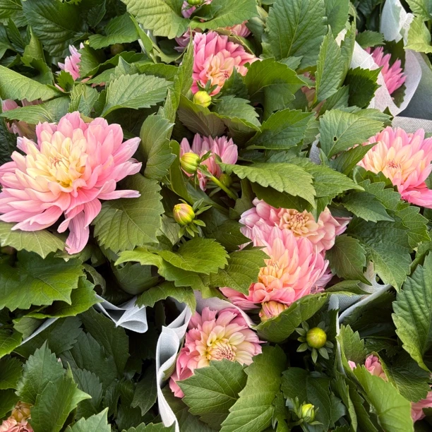 【缤纷甄选】精品粉斑斓小丽花到手一盆