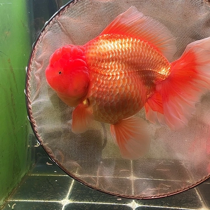 金鱼百褶泰狮压成51