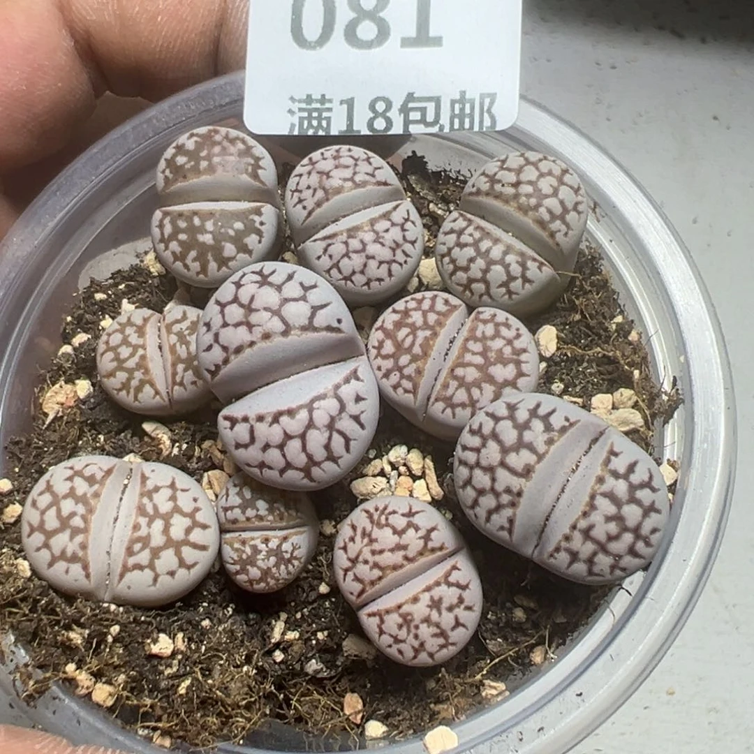 【闪购商品】 081。