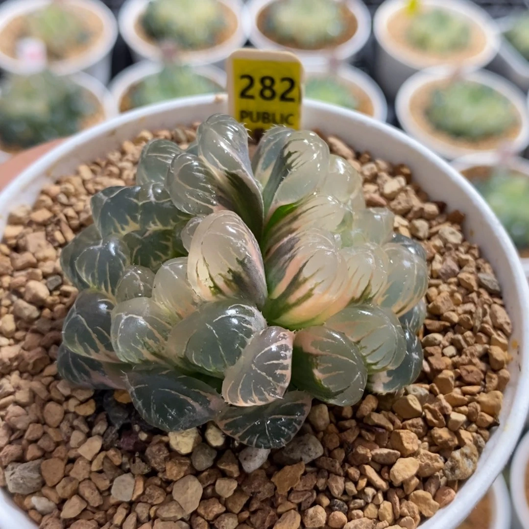 282湖斑湖水玉露锦