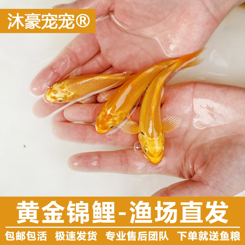 沐豪宠宠【运营推荐】优选黄金锦鲤活鱼冷水养殖耐养不挑食渔场直销