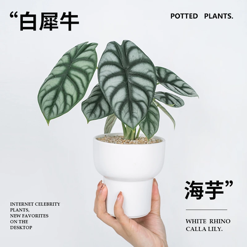 白犀牛海芋室内观叶植物办公室高端精品小盆景四季好养绿植盆栽