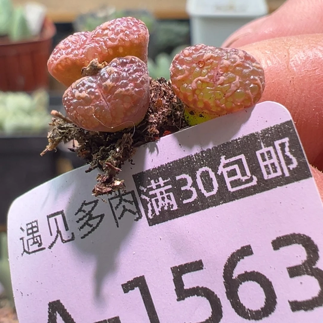 多肉植物11111111111