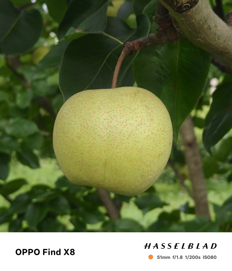 这梨一定是你小时候吃过的味道