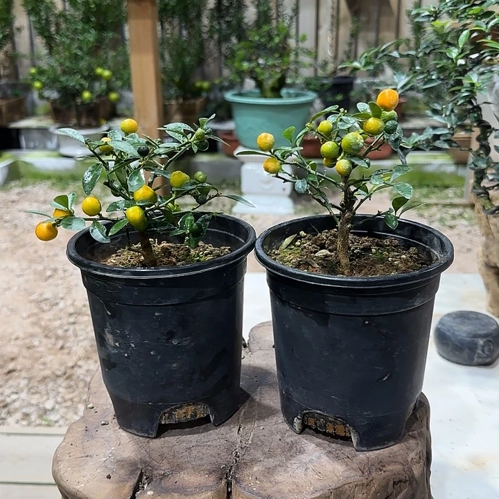 浩***气直播间八房柑一物一拍