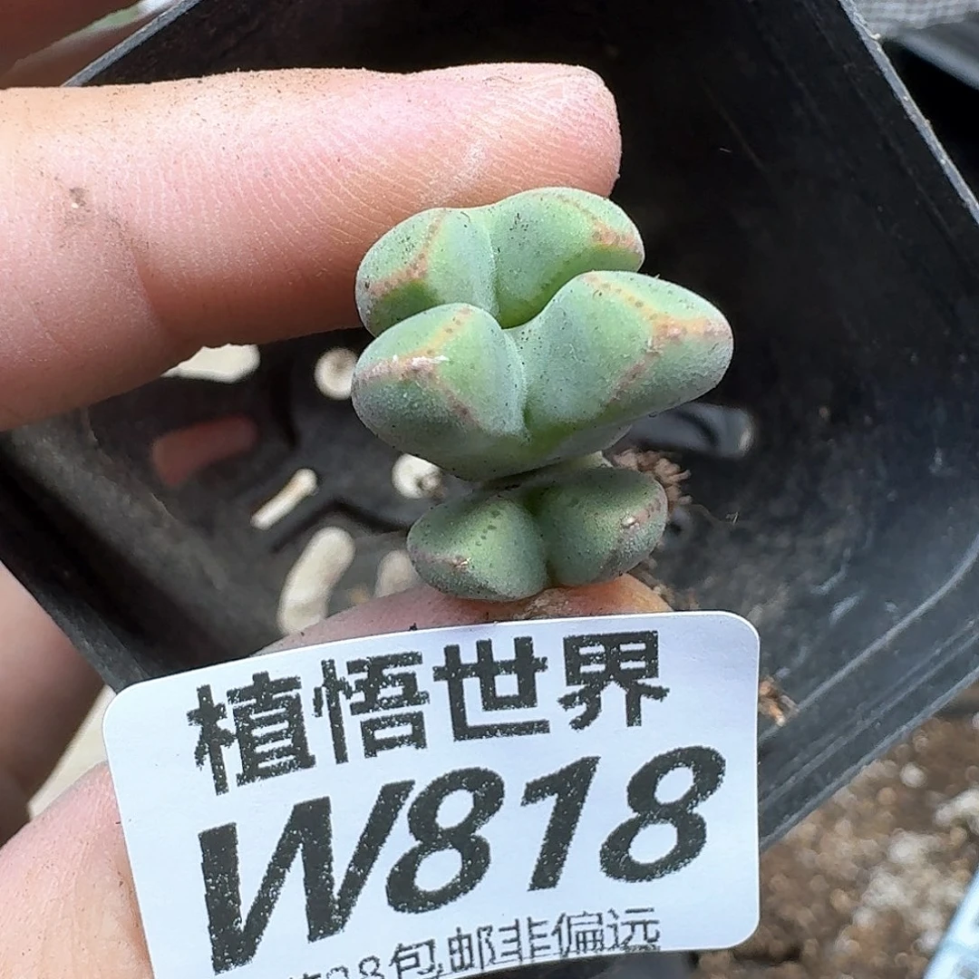 多肉植物的润泽rgb