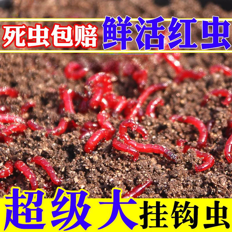 【特价】鲜活红虫特大号挂钩公母虫批发鱼饵料喂鱼活饵红虫