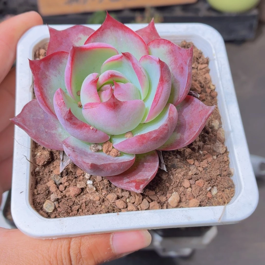 大惊鸿仙子多肉9.9包邮发货