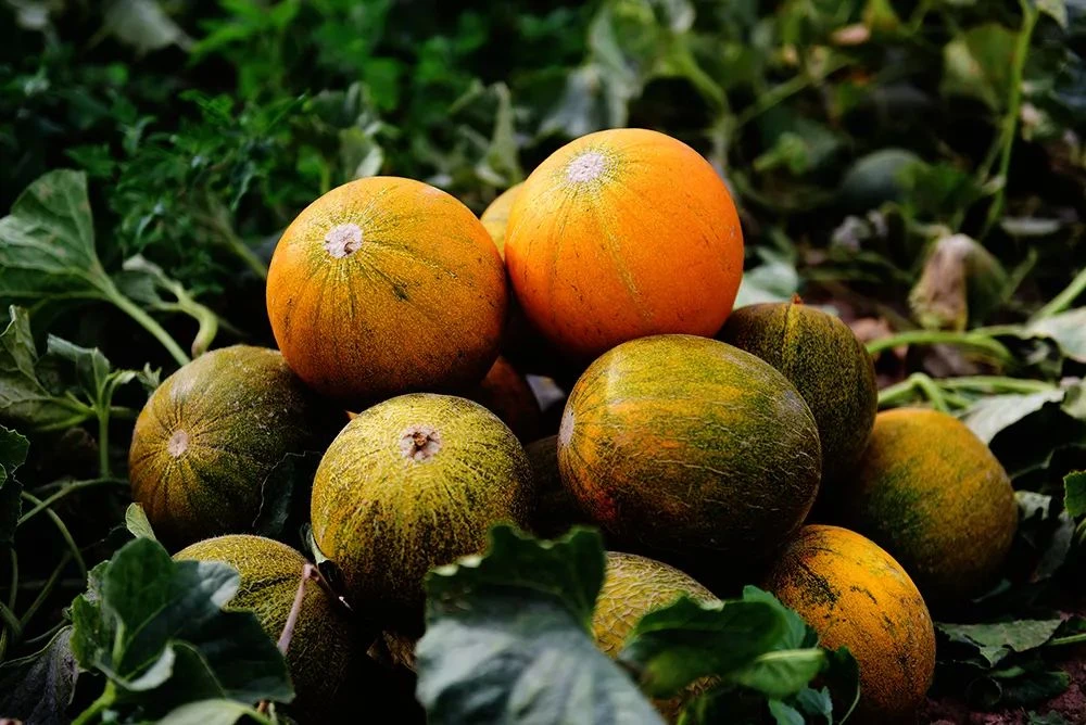 巴盟磴口华莱士   净重5-5.5斤左右