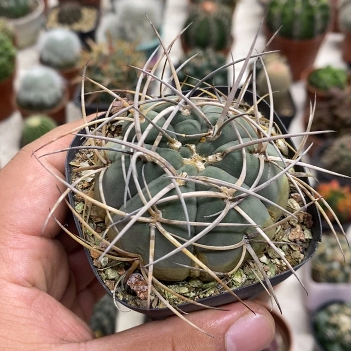 实生光临玉特价福利