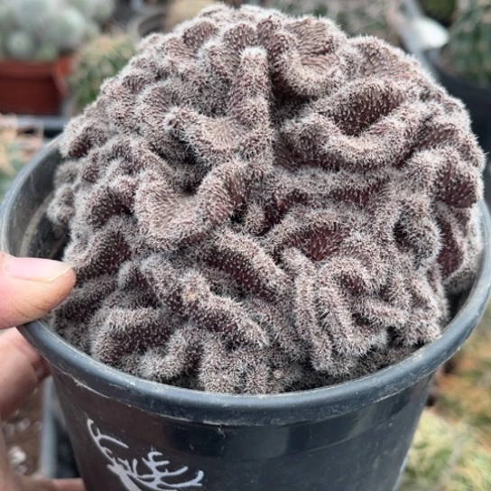 当前无花栽培后可以开花大紫皮彩草綴